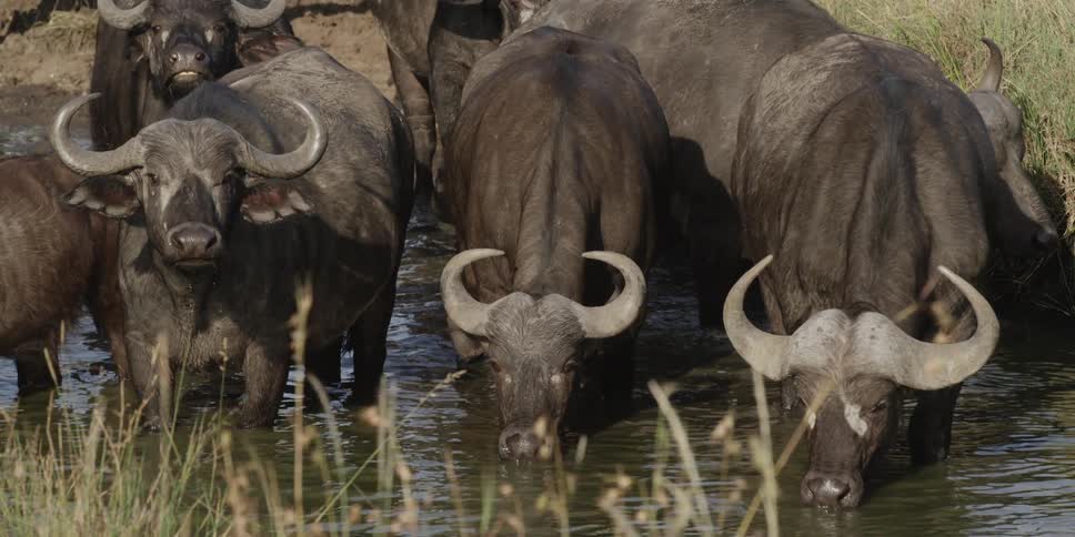Water buffalo standing in water