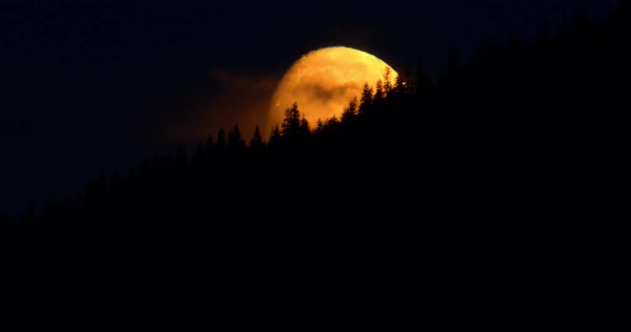 An orange full moon rises from behind a silhouetted pine forest on a dark night