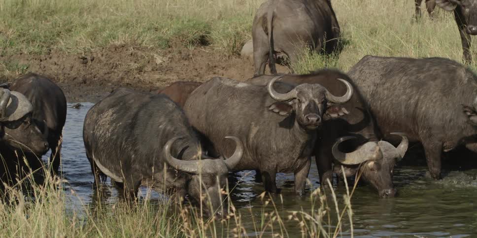 Water buffalos wading in water