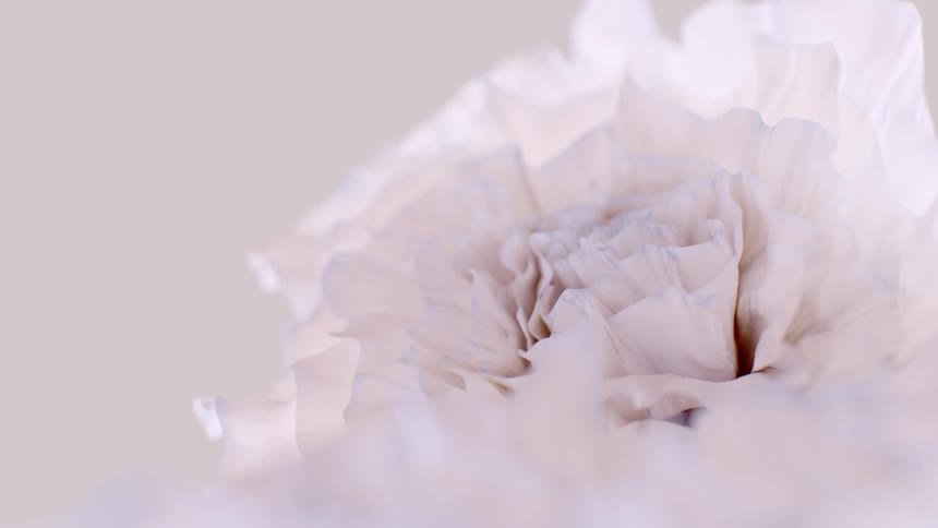 An ethereal macro cinemagraph of soft white flower petals gently pulsing against a neutral background