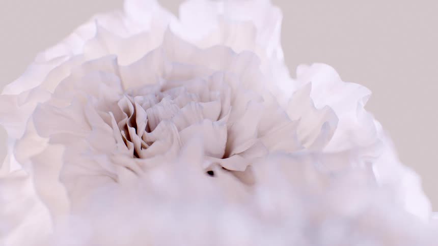 A beautiful macro shot reveals the intricate, soft, and delicate white petals of a carnation flower