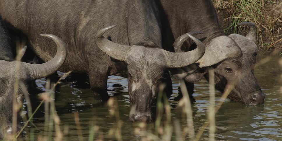 Water buffalo drink river water