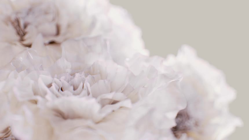 A dreamy close-up shot of delicate, ruffled white flower petals against a soft, neutral background in a seamless loop