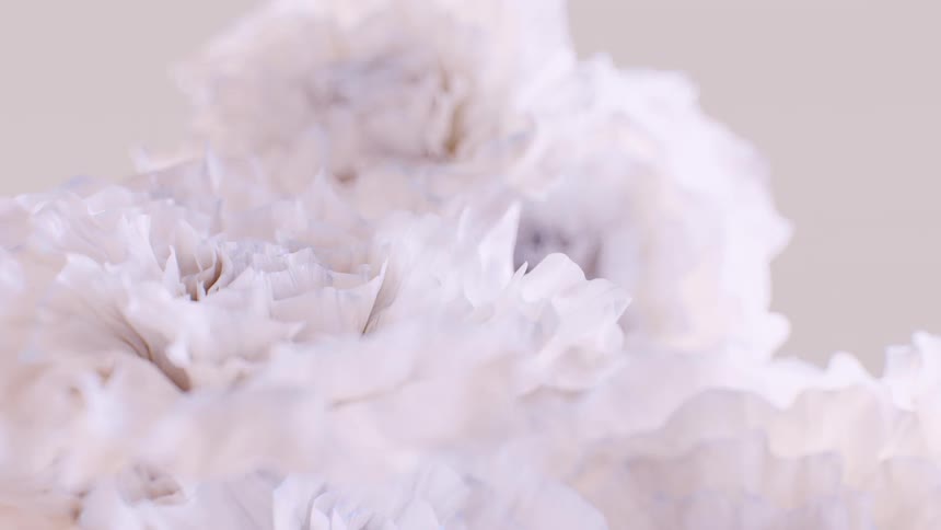 A delicate, abstract cinemagraph of soft white petals gently swaying