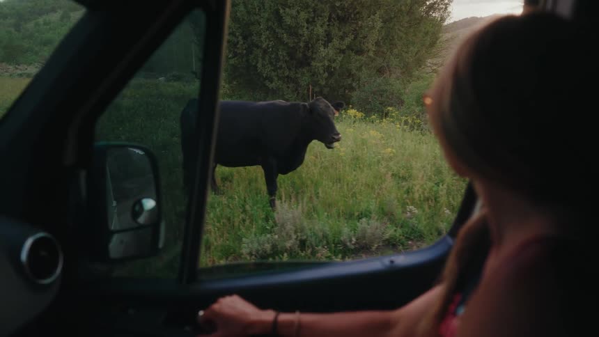 A woman in the passenger seat of a van looks out the open window at a black cow standing in a grassy field during golden hour