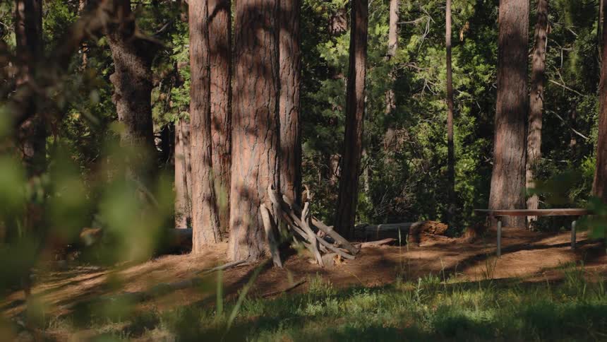 A fast zoom-in through a sunlit forest reveals a tranquil clearing with a bench and firewood