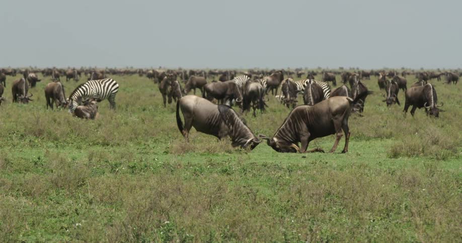 Water buffalos and zebras in the savanna
