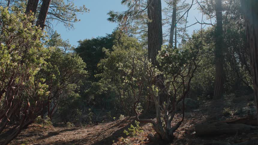 A quick vertigo zoom-out reveals a sun-drenched forest floor surrounded by pine trees and lush greenery