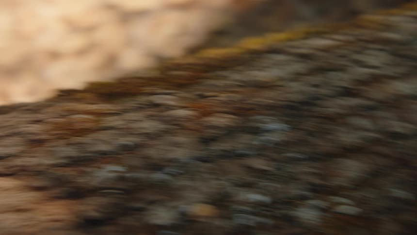 An abstract, disorienting close-up of tree bark with fast, shaky camera movements creating motion blur