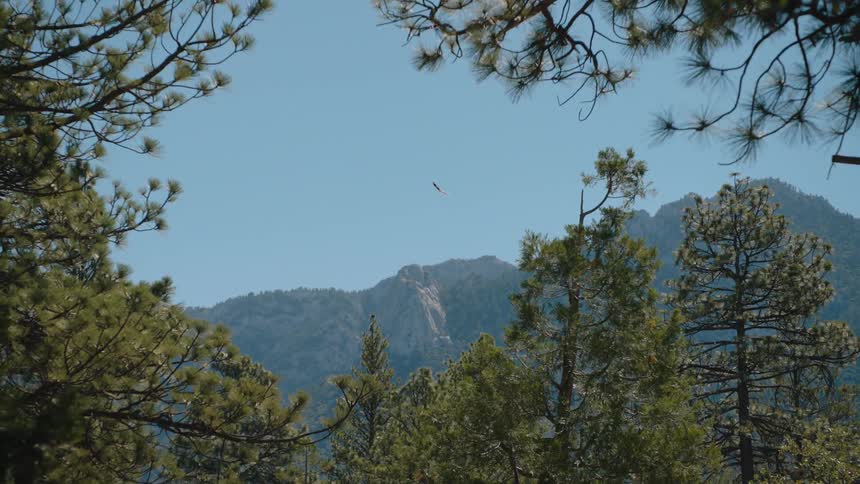 A majestic bird of prey gracefully soars through the clear blue sky over a rugged mountain peak, framed by lush pine trees