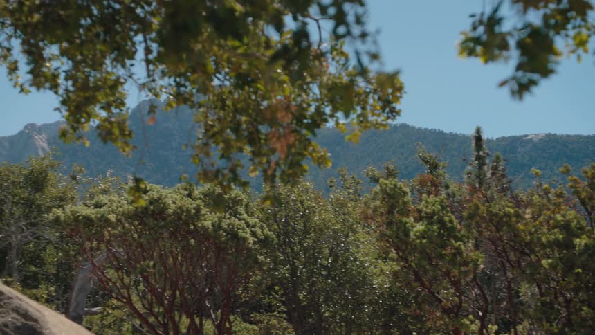 A slow panning shot reveals a scenic mountain landscape framed by lush green trees on a sunny day