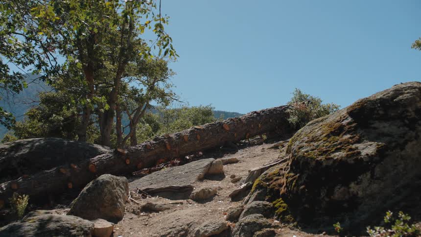 A slow push-in shot of a large fallen tree trunk on a sunny, rocky mountain trail