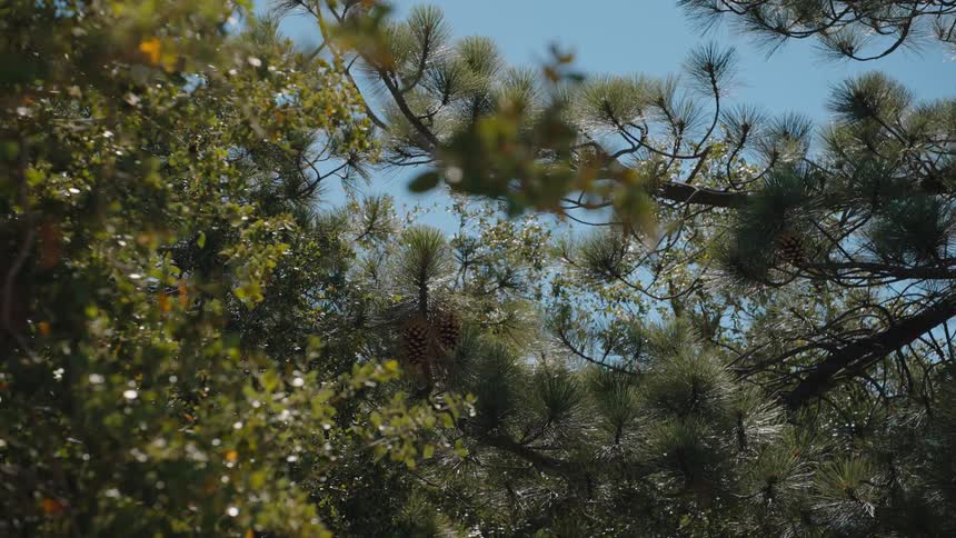 A rack focus from a sunlit tree branch reveals pinecones hanging in a pine tree against a bright blue sky