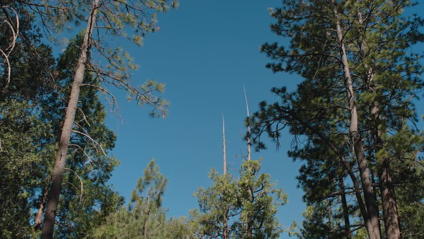 A low angle shot of tall green pine trees framing a clear blue sky on a sunny day