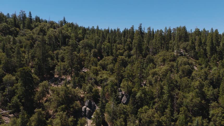 An aerial drone shot pans slowly across a vast pine forest on a bright, clear day