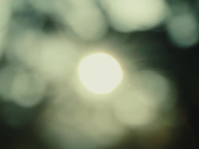 Warm sunlight filters through the trees creating a soft, hazy bokeh effect
