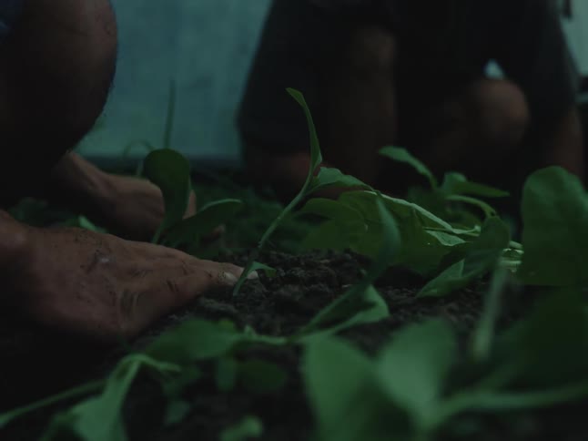 Close up of two people's hands carefully planting green seedlings into dark, rich soil in a low-light setting