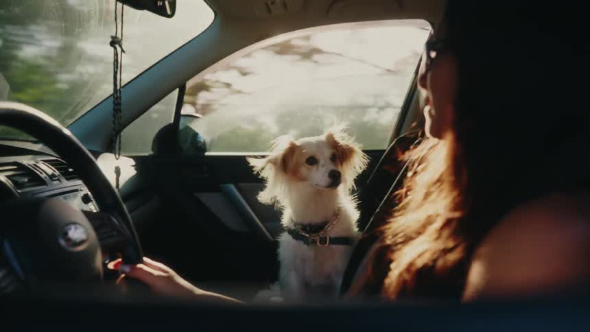 A woman drives her car with her cute dog in the passenger seat, illuminated by the warm glow of the setting sun