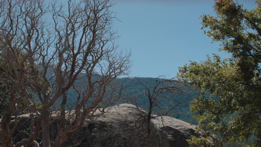 Gnarled leafless tree and a vibrant green tree frame a view of a rolling mountain landscape under a clear sky