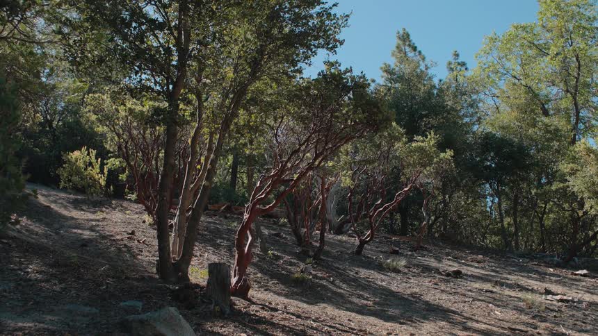 A slow downward tilt reveals a sunlit hillside covered with gnarled red Manzanita trees in a mountain forest