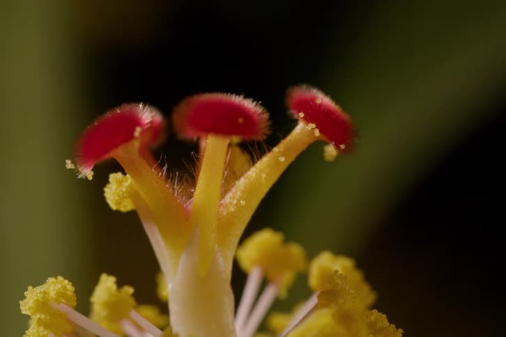 Vibrant red fuzzy stigma and yellow pollen-covered anthers of a flower in a detailed macro shot