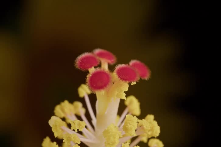A detailed macro shot captures the fuzzy red stigma and yellow pollen of a hibiscus flower against a dark background