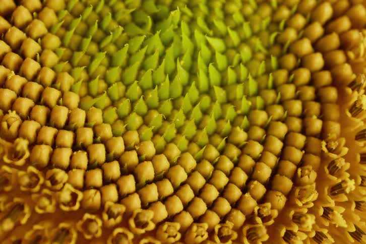 Extreme close-up pulling back to reveal the intricate, hypnotic spiral patterns of florets in a sunflower's center