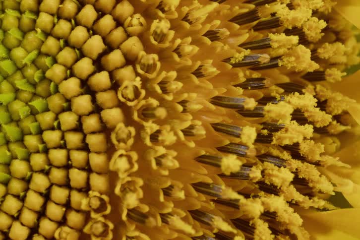 Slowly panning across the vibrant center of a sunflower in an extreme macro view, revealing its detailed florets and seed patterns