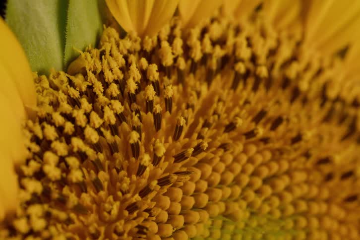 A stunning macro shot slowly reveals the intricate patterns of a vibrant sunflower's center, showcasing its pollen and developing seeds