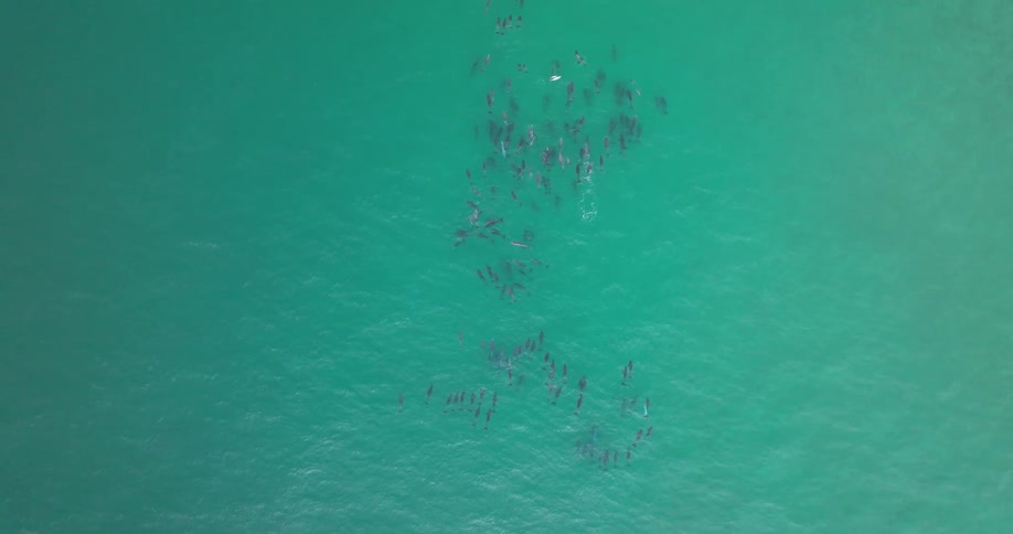 An aerial top-down view shows a massive pod of dolphins swimming peacefully in the serene turquoise ocean