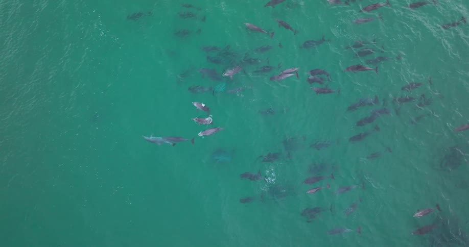 A stunning top-down aerial view shows a massive superpod of dolphins swimming together in the vibrant turquoise ocean