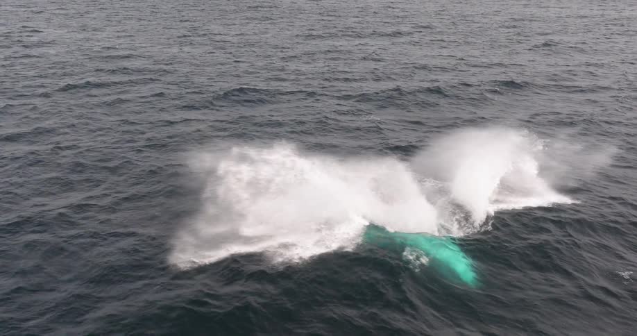 An incredible slow-motion aerial view shows a humpback whale breaching and creating a huge splash in the open sea