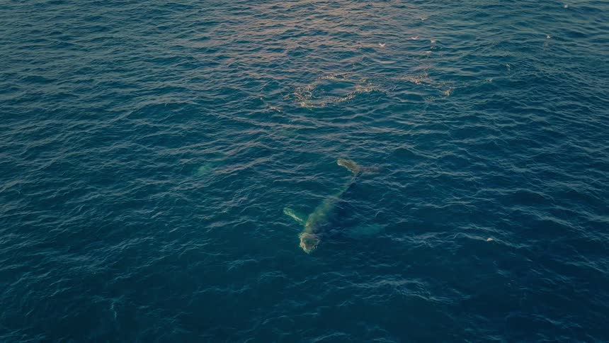 A majestic humpback whale gracefully slaps its powerful tail on the ocean's surface, captured in a stunning slow-motion aerial view