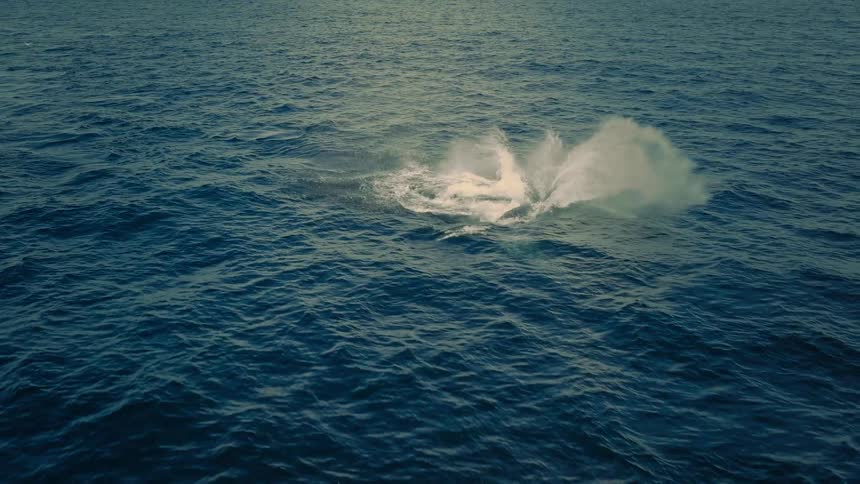 A majestic humpback whale playfully slaps its tail on the surface of the deep blue ocean in an incredible slow-motion aerial view
