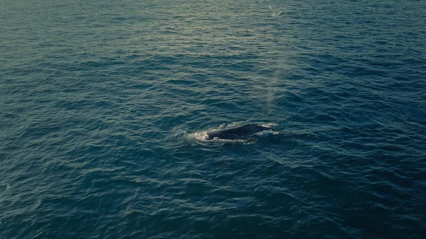 A majestic pod of humpback whales gracefully swims together in the open ocean, spouting water as seagulls soar overhead