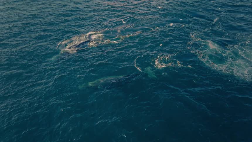 An incredible aerial view of multiple whales swimming, surfacing, and spouting water in the deep blue ocean