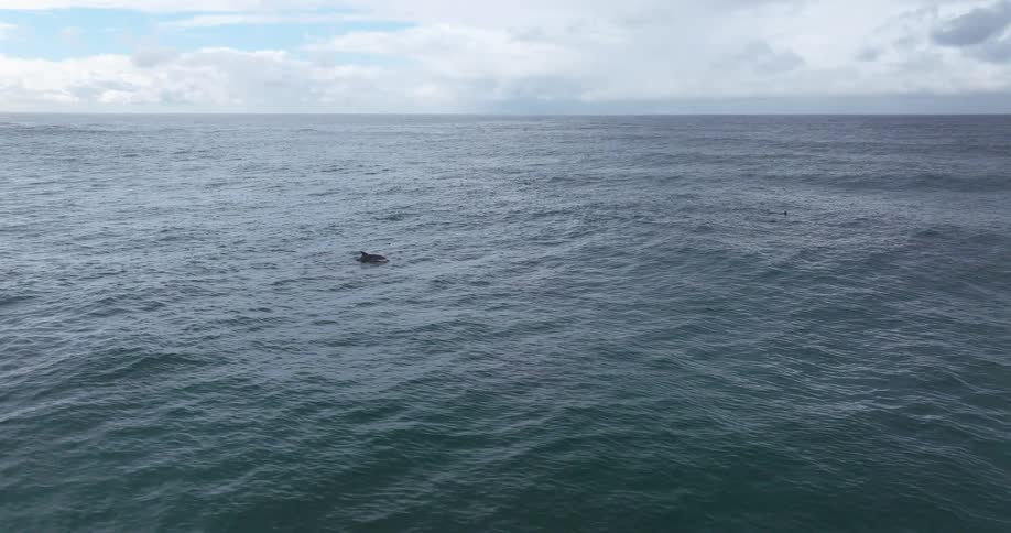 An aerial view captures a large pod of dolphins swimming and playing in the open ocean near a rocky coastline