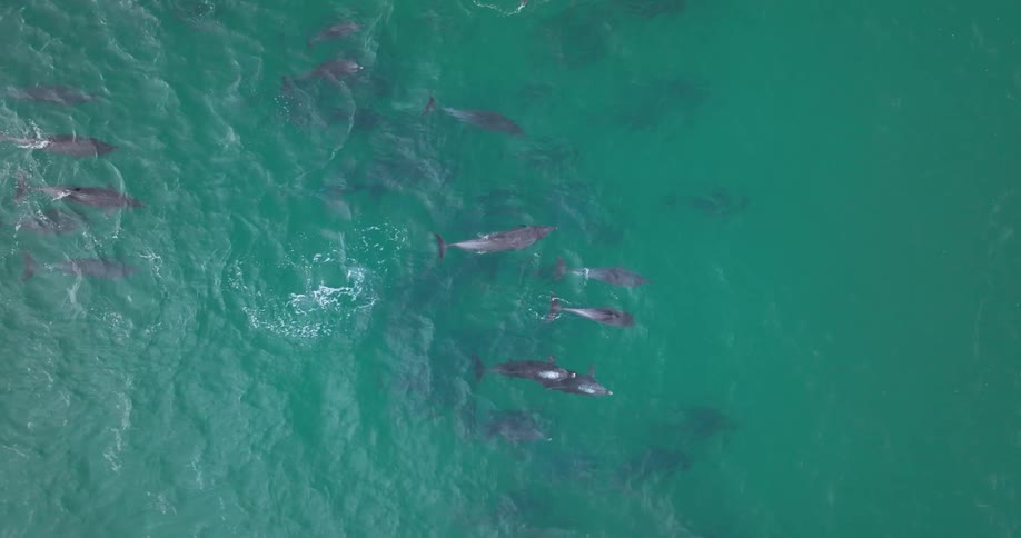 An aerial top-down view shows a large pod of dolphins swimming and playing together in the calm, green ocean