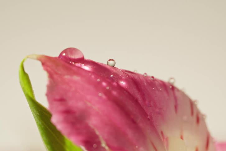 A macro close-up of delicate water droplets resting on the surface of a vibrant pink flower petal against a white background