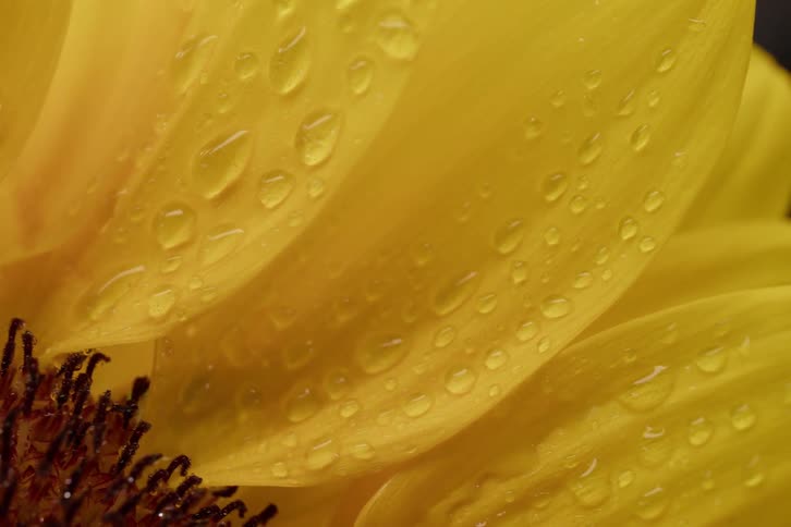 A vibrant yellow flower petal covered in delicate water droplets is captured in a beautiful macro shot