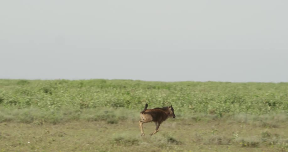 Animal sprinting through the savanna