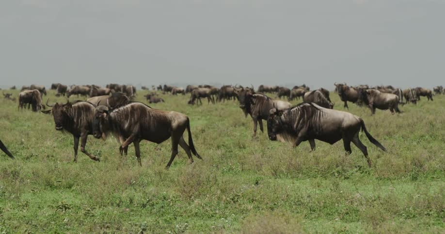Herd of wild cattle marching across the plains