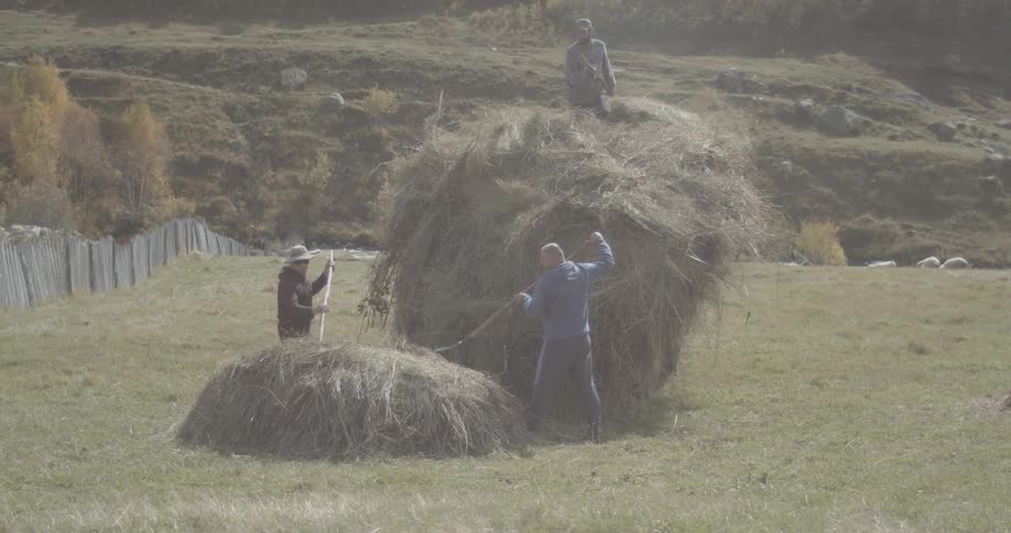 Three men work together in a rural field, skillfully building a large haystack with pitchforks in slow motion