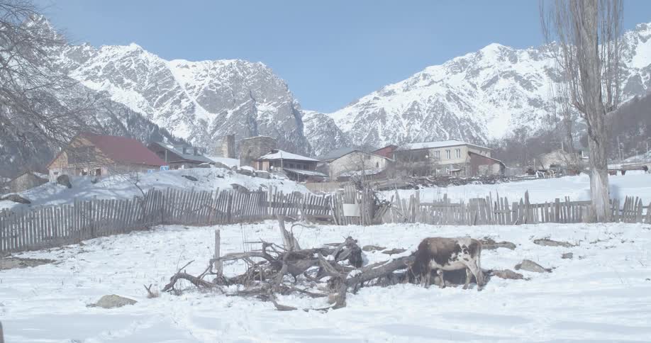 A cow stands in a snowy field in front of a remote mountain village on a sunny winter day