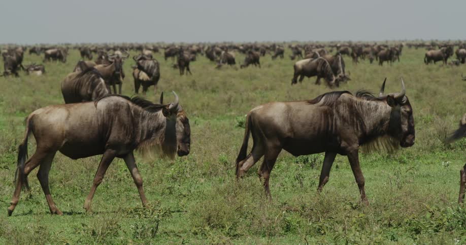 Herd of wild cattle marching across the plains
