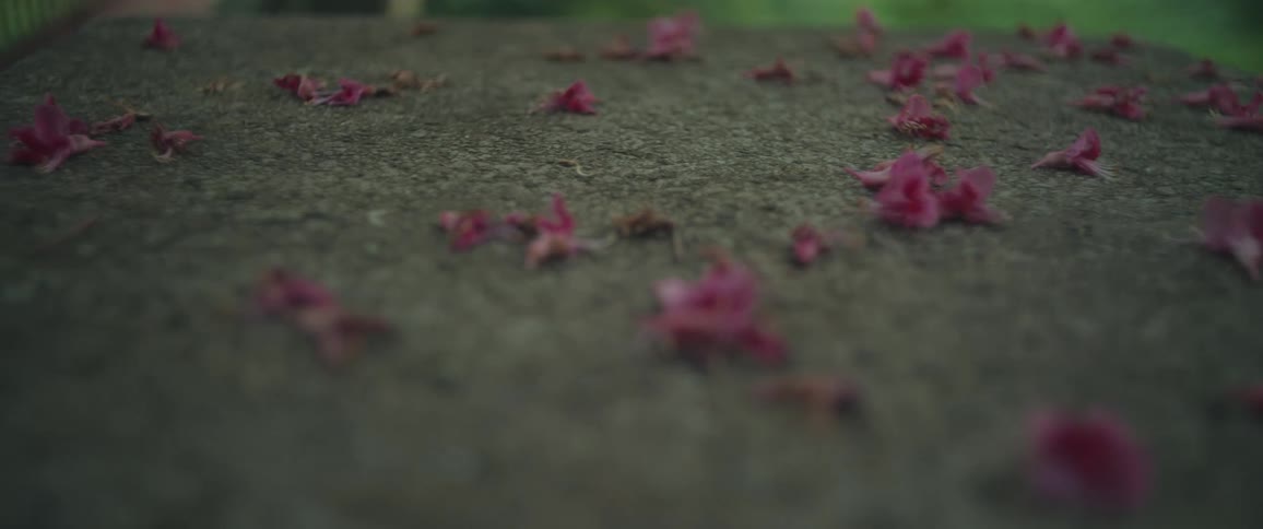 A slow, shallow focus close-up shot of delicate pink petals scattered on a concrete surface