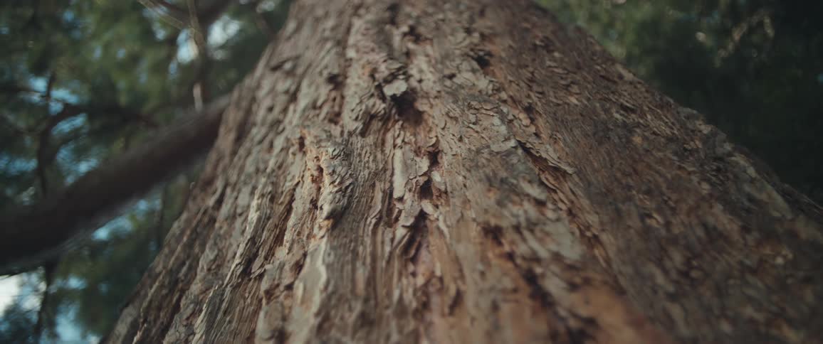 A cinematic low-angle, close-up of the rough, textured bark on a massive tree trunk