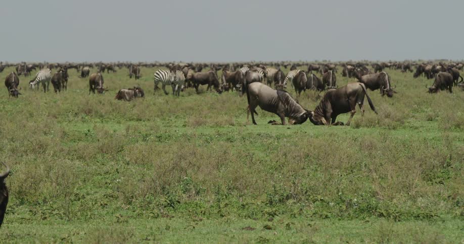 Water buffalo and zebras in the savanna