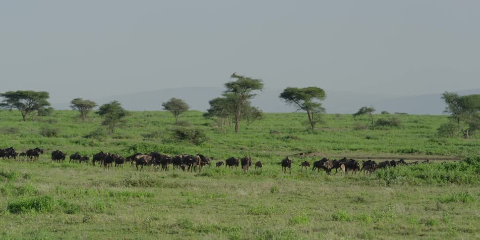 Herd of wild cattle marching across the plains