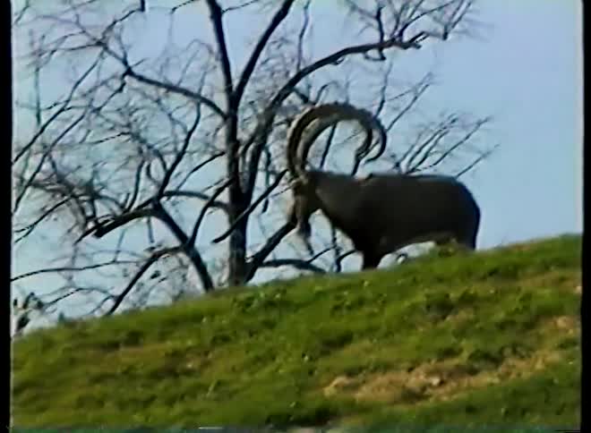 A vintage VHS video shows several majestic ibexes with large curved horns resting and walking on a grassy hill